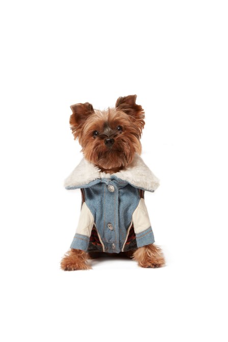 Pet-ed Diesel Hellblau