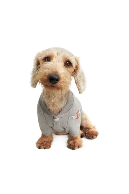 Grauer Pet-wolf-grauer Diesel