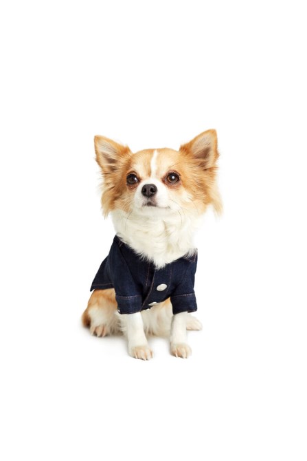 Pet-flames Diesel Dunkelblau