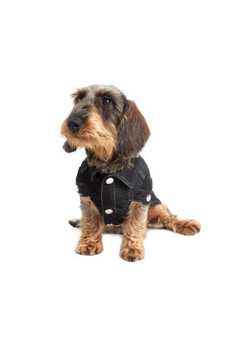 Schwarzer Diesel-tiger