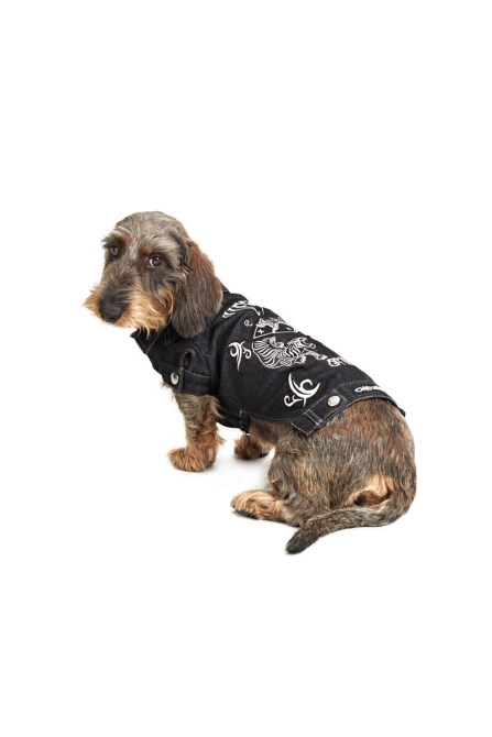 Schwarzer Diesel-tiger